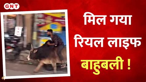 Viral Video मिल गया रियल लाइफ बाहुबली देखिए कैसे युवक ने की सांड की सवारी Entertainment Gnt