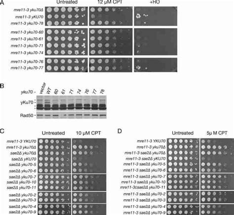 Mutations Of Yku70 That Affect Yku70 Yku80 Complex Formation Cause Nhej