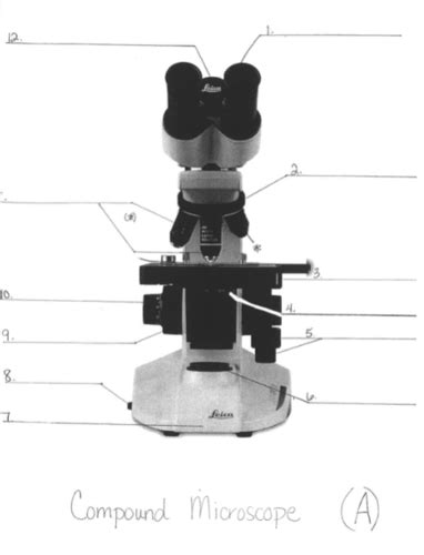 Detailed Diagram Of Microscopes And Their Components Flashcards Quizlet