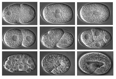 P Granules Function In Germ Line Formation Of Caenorhabditis Elegans