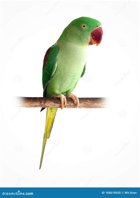 Alexandrine Parrot Parakeet Medium Sized Parrot Green Feathers Red