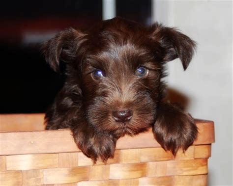 Miniature Schnauzer Info, Temperament, Puppies, Pictures