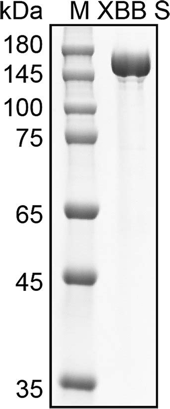 Frontiers Development Of A Colloidal Gold Based Immunochromatographic Assay For Rapid