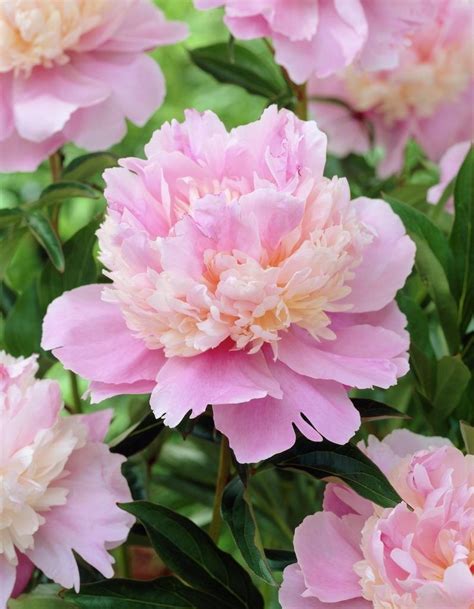 Интересные и необычные сорта пионов | Growing peonies, Paeonia ...