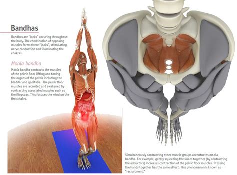 Moola Bandha - bandhayoga.com | Yoga anatomy, Yoga, Pranayama