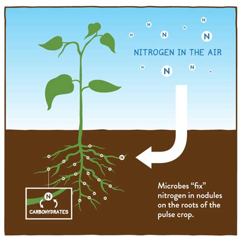 Nitrogen Fixing Edible Plants Learn Articles Orchard Of Flavours