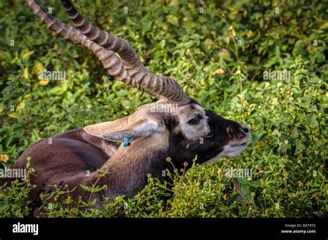 Grassland Blackbuck National Park Hi Res Stock Photography And Images