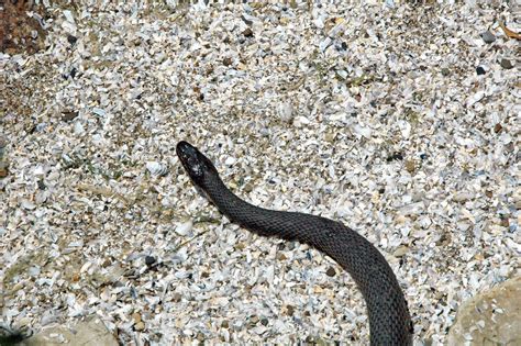 Nerodia Sipedon Insularum Lake Erie Water Snake South Bass Island