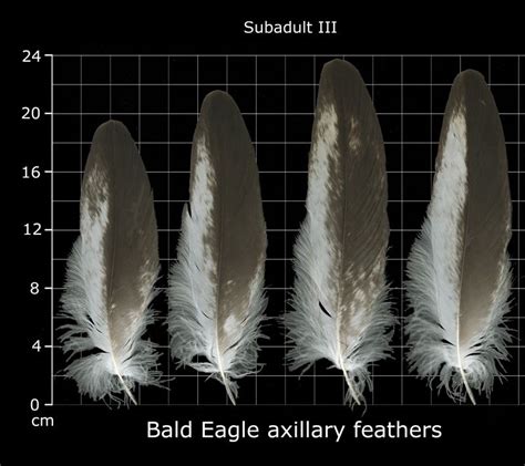 The Feather Atlas Feather Identification And Scans Us Fish And