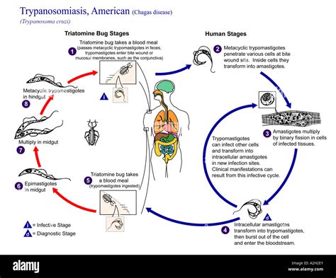 Illustration Depicting The Life Cycle Of Trypanosoma Cruzi The Causal