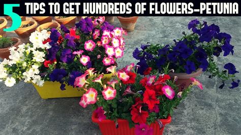 How To Keep Your Petunias Looking Full And Flowering Petunia Care