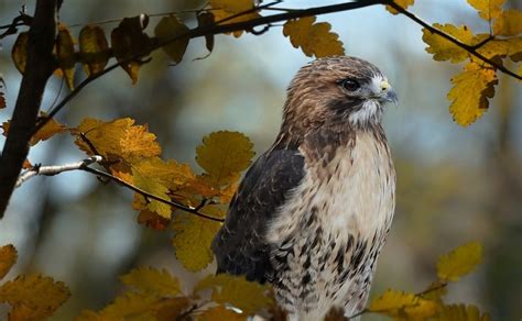 9 Species of Hawks in Ohio (With Pictures & Info) - Optics Mag