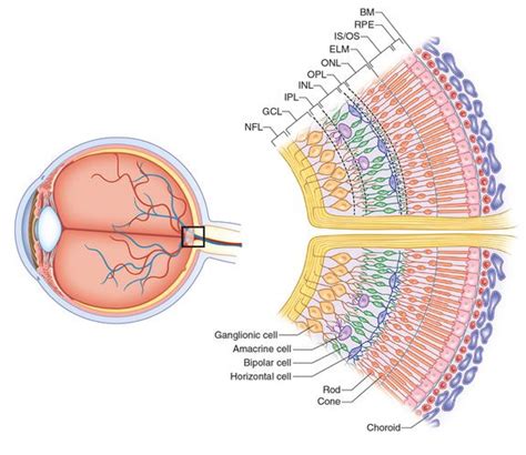 Normal Retinal Anatomy Medical Anatomy Human Anatomy And Physiology