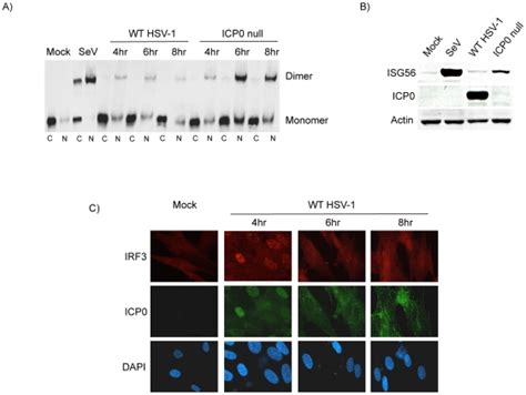 A Hel Cells Were Mock Treated Infected With Wt Hsv Strain F Or A