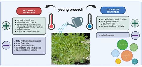 Plants Free Full Text Effect Of Hot And Cold Water Treatment On