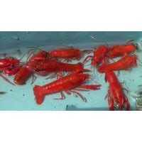 Jual Bibit Lobster Air Tawar Terlengkap Terbaik Harga Murah