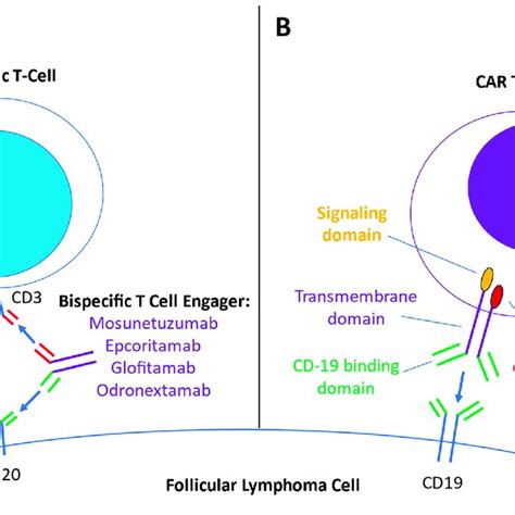 Overview Of Mechanisms Of Bispecific T Cell Engager Bite Therapy And