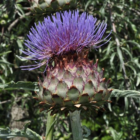 Cynara Cardunculus Asteraceae Image 38896 At