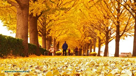 Fall In South Korea A Tapestry Of Color Across Iconic Landscapes Koreatravelpost