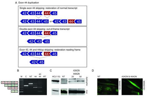 Exon Skipping In Myotube Cultures Derived From An Exon 44 Duplicated