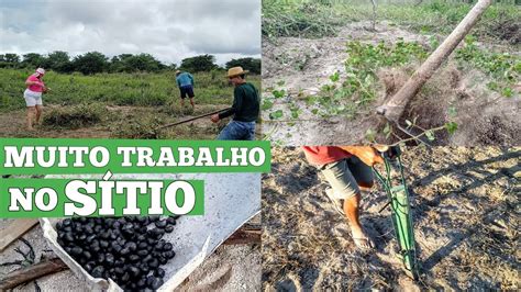 Hoje foi dia de MUITO TRABALHO no sítio Plantio de MILHO pro São João