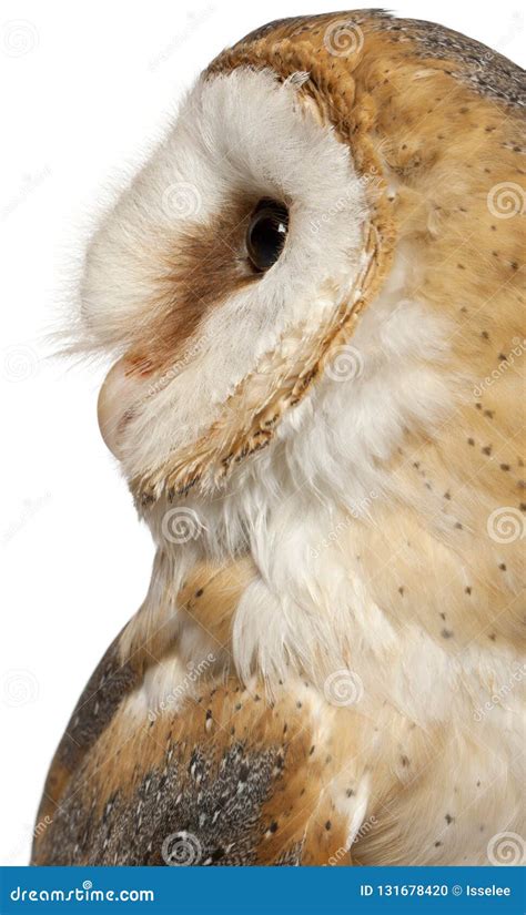 Close Up Of Barn Owl Tyto Alba In Front Of White Background Stock