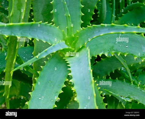 Close Up Of Aloe Vera Cactus Stock Photo Royalty Free Image 41485305