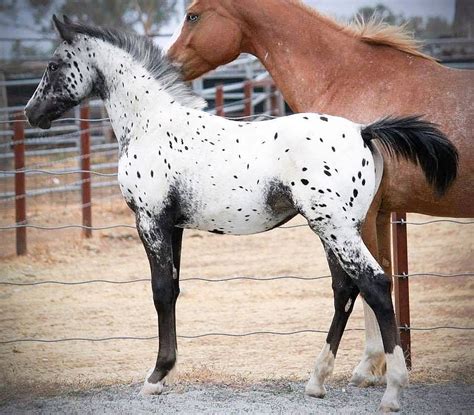 Appaloosa foal, what a beautiful horse! Most Beautiful Horses, All The ...