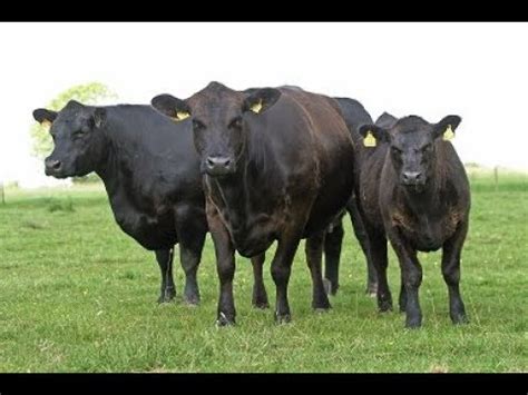 Ganado Angus Caracteristicas Acerca De Las Casas