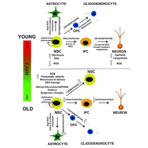 Redox And Metabolic Regulation Of Nscs Schematic Summarizing Current