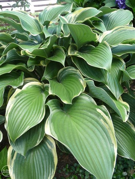 Hosta Regal Splendor Ships In Spring Plantain Lily From Adr Bulbs