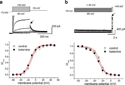 The Effects Of Ketamine On The Steady State Activation And Inactivation