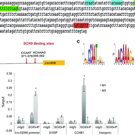 Sox9 Facilitates The Transcription Of Linc02095 A Promoter Sequence