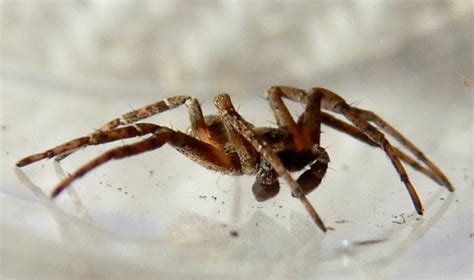 Running Crab Spider