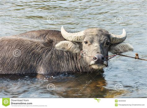 Water Buffalo Stock Image Image Of Cattle Mammal Heat 56433333