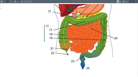 digestive system diagram quizlet