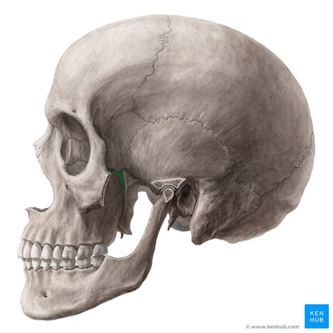 Pterygopalatine Fossa Anatomy Contents And Gateways Kenhub