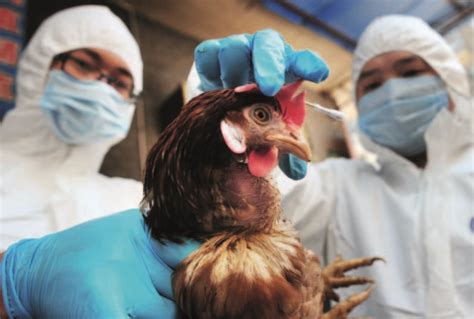 H7n9考验疾控应急能力疫情公开强于非典初期禽流感病毒养殖业新浪新闻