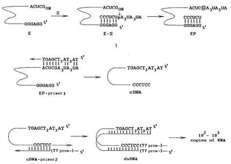 Tetrahymena Ribozyme