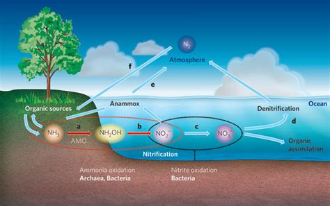 Beiler Biology Nitrogen Cycle