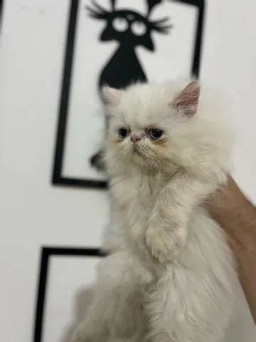 Gato Persa Branco ANIMAIS Julho Clasf