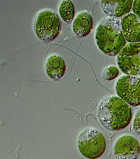 裸藻（Euglena） | 上海光语生物科技有限公司