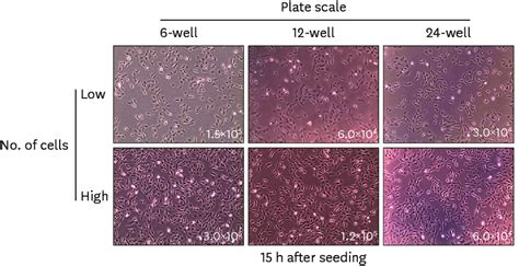 Cell Seeding Density 24 Well Plate