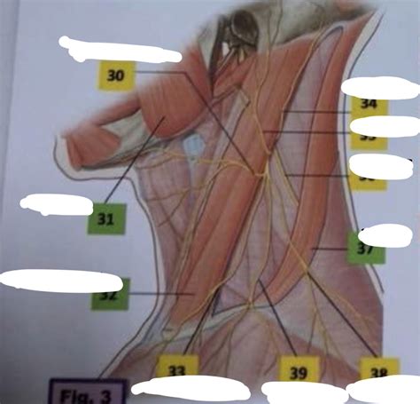 Neck Lateral Diagram Quizlet