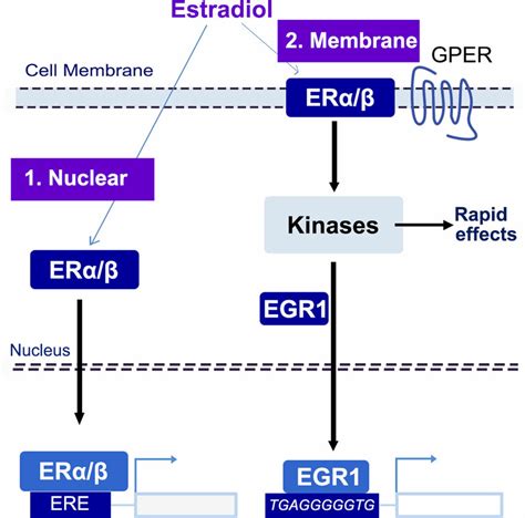 Working Model Of Er Signaling Mediating Chromatin And Gene Expression