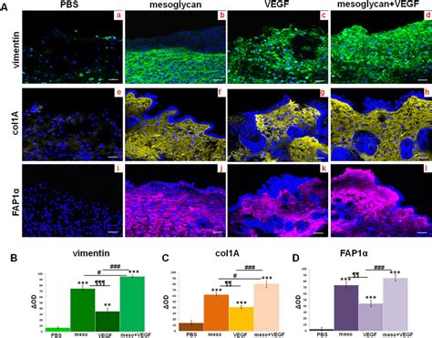 A Immunofluorescence Analysis Of Mice Sections Vimentin Panels Ad