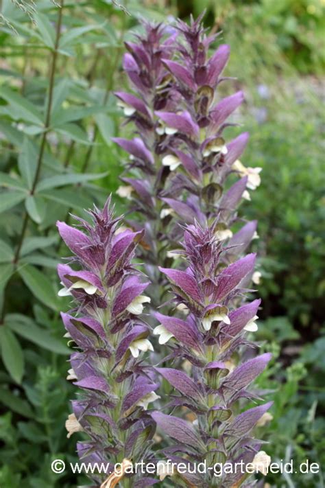 Acanthus Akanthus Bärenklau Gärtnern mit Stauden