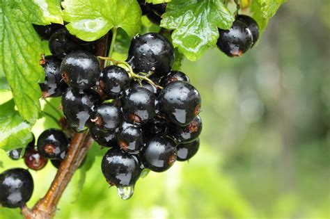 Blackcurrants - Rectory Farm