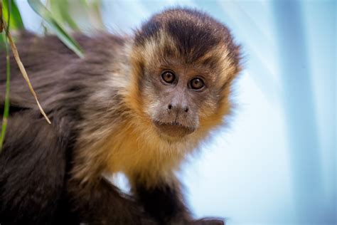 Macaco Prego De Estimação Custos Dicas De Criação E Muito Mais