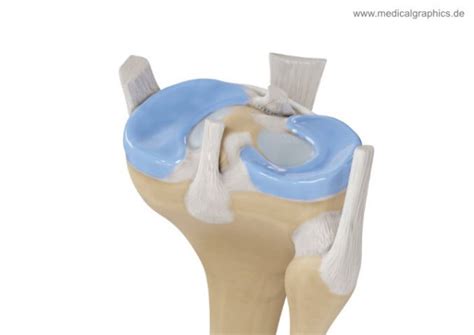 Menisci Lateral Posterior Medicalgraphics